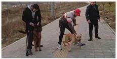 سگ‌های زمین خوار در لواسان!