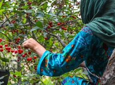 تولید ۱۴ هزار تن آلبالو در خوی