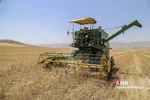 برداشت گندم