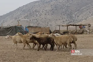 واکسن ذام