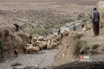 واکسن ذام