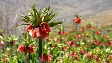 چیدن لاله‌ واژگون و تهدیدات منابع طبیعی