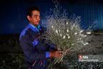 کرم ابریشم