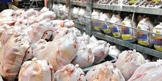 تولید مرغ در تهران متناسب با نیاز بازار نیست/ تأمین کسری مورد نیاز از استان‌های همجوار