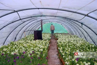 صدای پای بهار