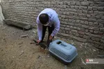 رهاسازی ۹ قطعه پرنده شکاری و آبزی در تالاب بهشت معصومه