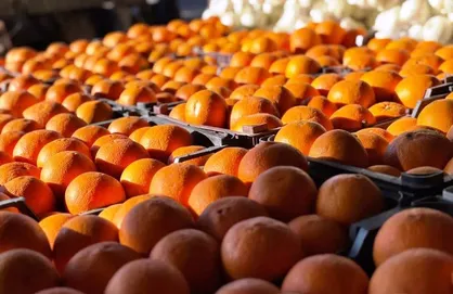 ذخیره&zwnj;سازی ۳۹۷ تن میوه شب عید و ماه&zwnj;رمضان در آذربایجان&zwnj;غربی