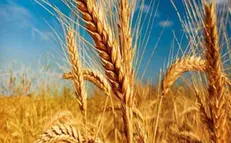 گفتگو برای اصلاح قیمت فروش گندم از هفته آینده/ مردمی‌سازی یارانه با موفقیت انجام شد