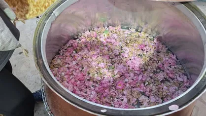 عرضه نخستین گلاب کرج در ششمین جشنواره ملی گلاب&zwnj;گیری و سوغات اقوام ایرانی
