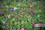 صدای پای بهار