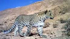 بیشتر کوهستان‌های خراسان شمالی زیستگاه پلنگ است