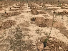 اجرایی طرح نهال‌کاری در ۱۱۰ هکتار از زمین‌های کویر میقان اراک