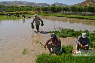 شالی برنج بجنورد