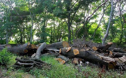 ورود قرارگاه احمدی روشن مازندران برای مطالبه&zwnj;گری در مسئله جنگل&zwnj;خواری در این استان