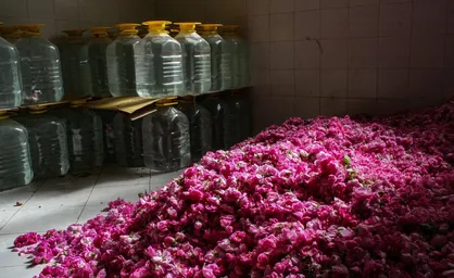 گلاب&zwnj;گیری بروجرد به عنوان یکی از جاذبه&zwnj;های گردشگری ایران ثبت شد
