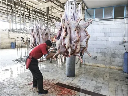 آمار کشتار از زاد و ولد دام سبقت گرفت