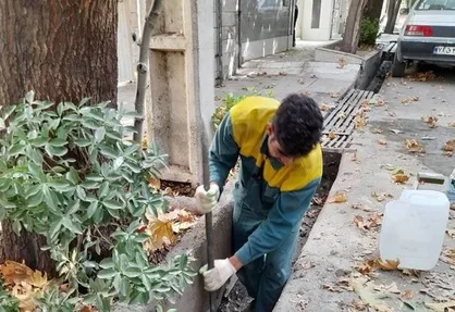 احیای درختان کهنسال در منطقه ۱۳