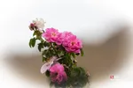 دثص