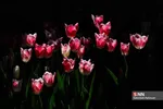 فصل بهار و میهمانی لاله ها