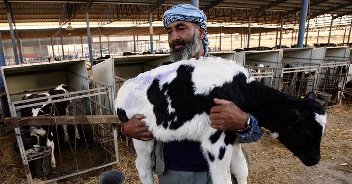 قغا قغا