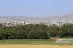 تخریب باغات