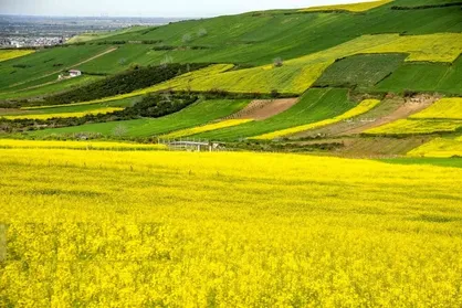 تولید بیش از ۵۳۰۰ تن کلزا در لرستان؛ آماده&zwnj;سازی برای کشت سال زراعی جدید آغاز شد