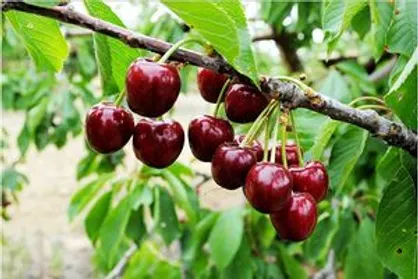 ۵ خاصیت باورنکردنی گیلاس در کنترل قند خون