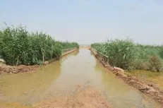 منابع زیست‌محیطی کانون‌های گردو غبار با کمک طرح شورورزی ثروت می‌آفرینند