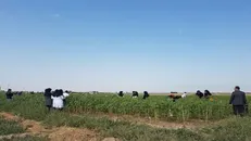 بیش از ۴ هکتار اراضی آموزشی و تحقیقات دانشگاه محقق اردبیلی به آبیاری تحت فشار مجهز شد