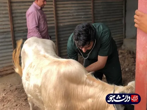 فعالیت جهادگران بسیج دانشجویی واحد شوشتر در شعیبیه