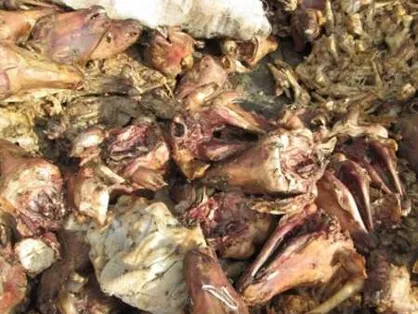 فاسد شدن حدود ۹۰۰ کیلوگرم گوشت و مرغ در دانشگاه آزاد کرج!