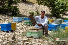 ۵۶ هزار روستایی و عشایر هرمزگان زیر چتر بیمه اجتماعی
