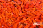 ماهی قرمز و سبزه شب عید