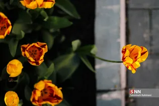 فصل بهار و میهمانی لاله ها