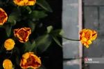 فصل بهار و میهمانی لاله ها