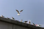 پرندگان مهاجر