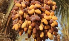 آغاز برداشت خرما از هزار و سیصد هکتار نخلستان‌های خراسان جنوبی