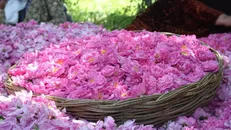 پیش‌بینی تولید ۴ تن گل محمدی در زنجان