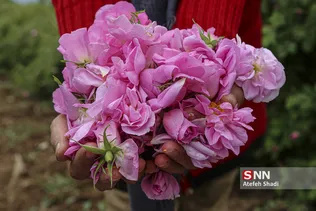 گل محمدی