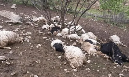 مرگ تلخ در دره&zwnj;شهر با آذرخش