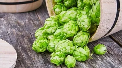 گونه&zwnj;های جنگلی و بومی اهلی سازی شدند