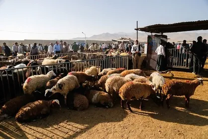 انتقاد دادستان کرمان از فروش دام زنده در ورودی&zwnj;های شهر کرمان / اعلام ضرب الاجل یک ماهه برای ساماندهی