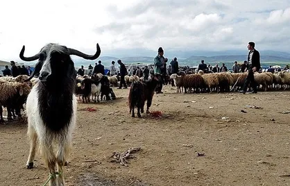 تخصیص ۶۰۰ میلیاردی تسهیلات زنجیره تولید به عشایر