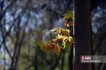 fall
