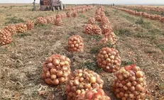پیش‌بینی تولید بیش از ۱۴ هزار تن پیاز در شهرستان بروجن؛ ۱۸۰ هکتار از اراضی زیر کشت این محصول رفت