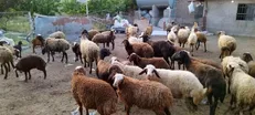 اعلام قیمت نهایی دام زنده یک روز قبل از عرفه/ عرضه دام در ۷ مرکز پایتخت