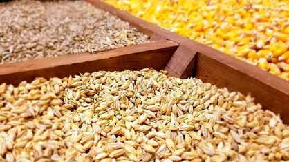 تحویل مدت&zwnj;دار نهاده دامی به مرغداران تصویب شد