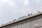 پرندگان مهاجر