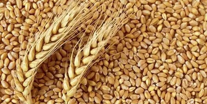 توقف صادرات روسیه و اوکراین قیمت گندم را ۷۵ دلار در یک روز افزایش داد