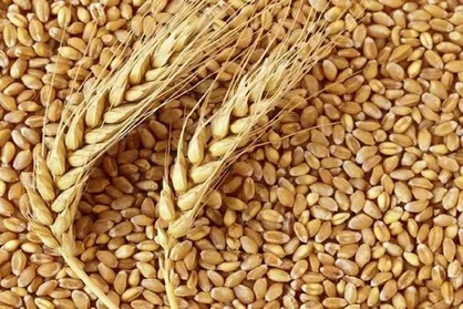افزایش ۵۹ درصدی حمل&zwnj; و نقل گندم در کشور